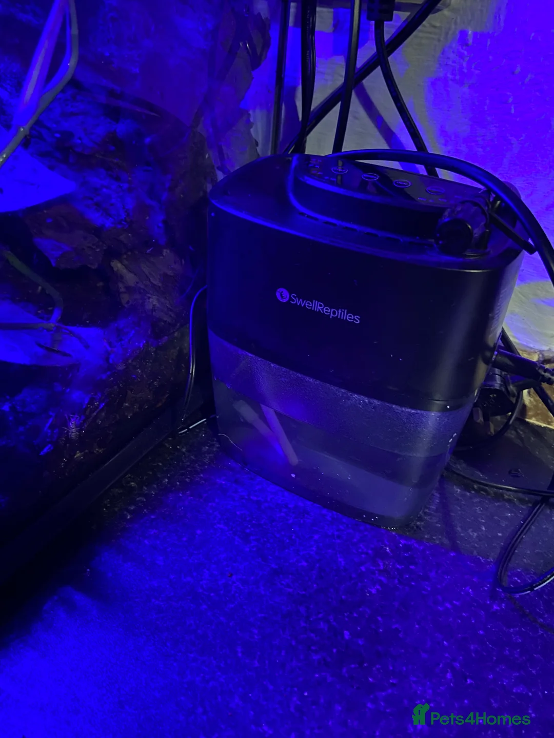 Frog reptiles for sale: Redeye tree frog  - Advert 12