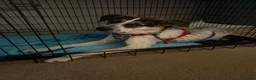 Mixed Breed dogs for adoption: Meet Solar, currently residing in Cheshire  in Crewe - Advert 3