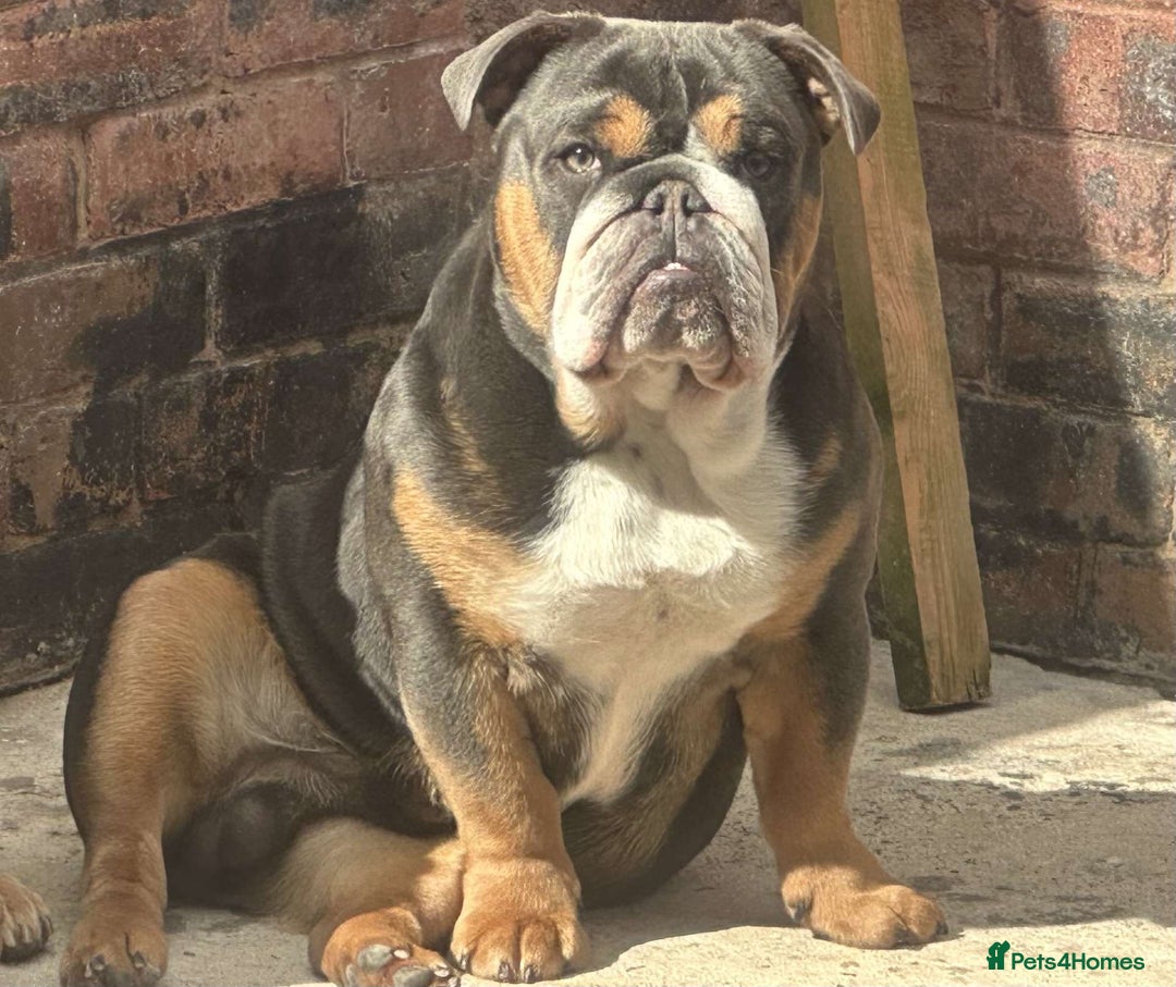 English Bulldog dogs for sale: BRITISH BULLDOG MALE/FEMALE - Image 6