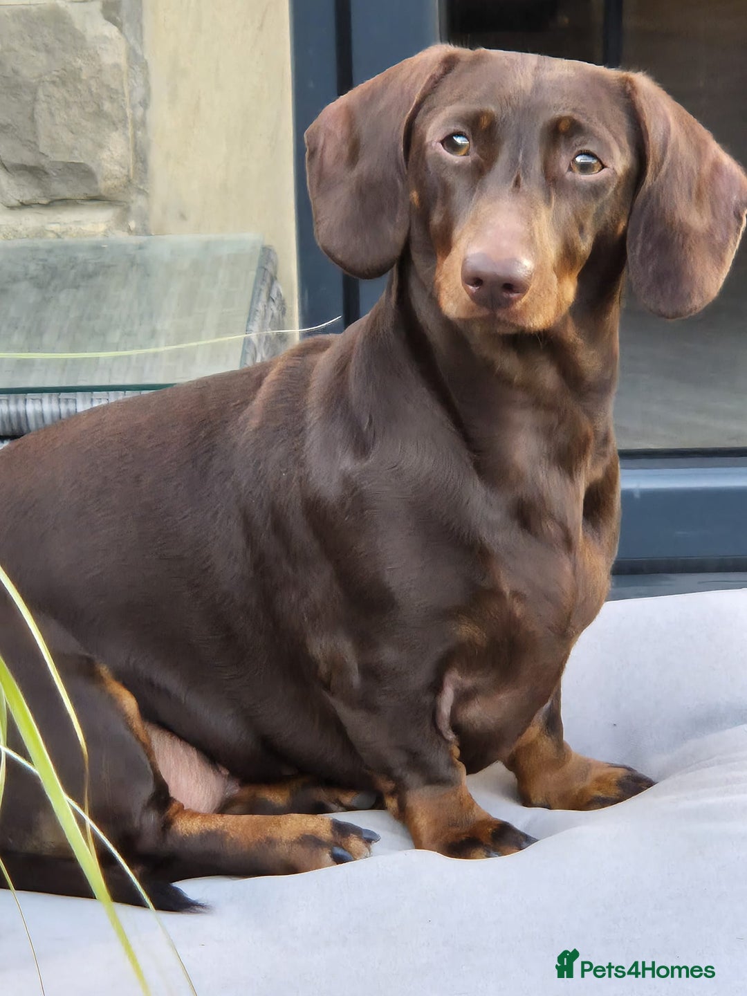 Miniature Dachshund dogs for sale: KC Miniature Dachshund Puppies - Advert 7