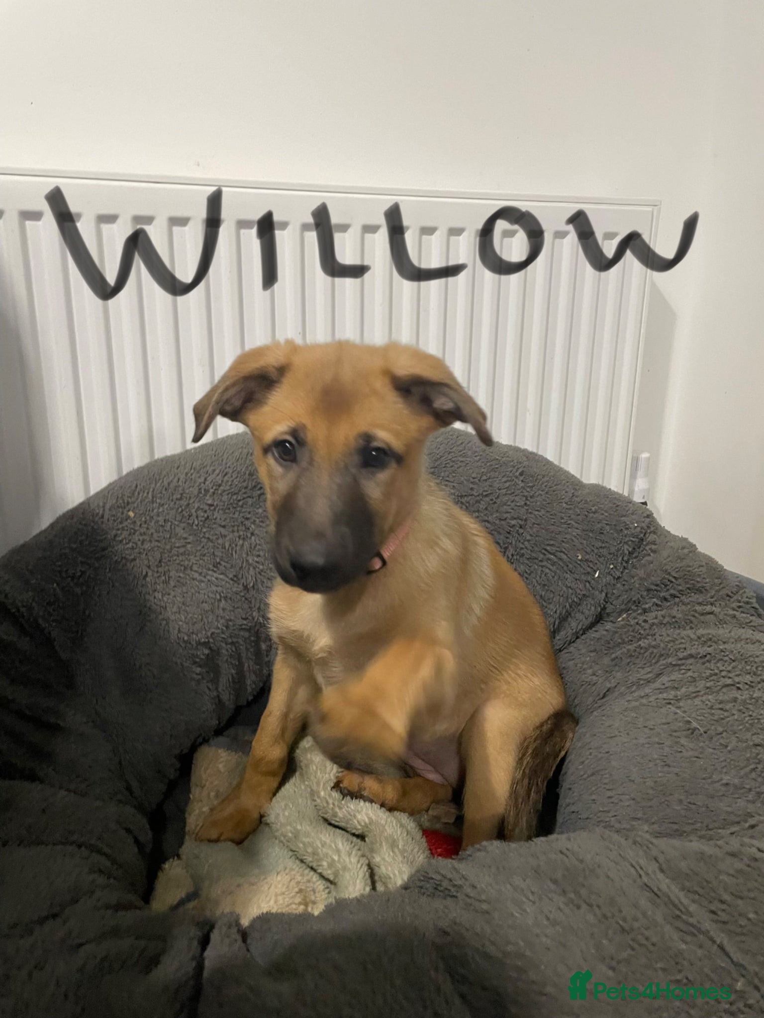 Belgian Shepherd Dog dogs Belgian Malinois cross puppies for sale.  - Advert 11