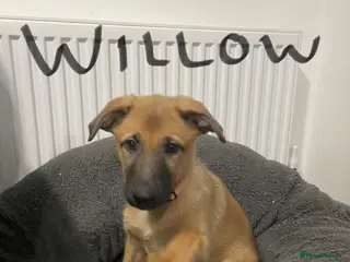 Belgian Shepherd Dog dogs Belgian Malinois cross puppies for sale. - Advert 11