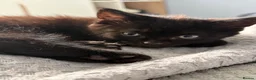 Mixed Breed cats for sale: Adorable black kittens  - Advert 6