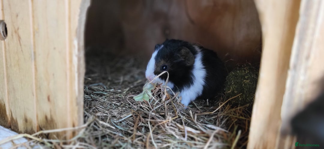 Guinea Pig rodents for sale: Baby Guinea Pigs For Sale - Image 2