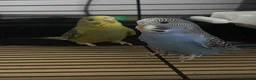 Budgerigars birds for sale: Male and female budgie for sale  in Southampton - Advert 1