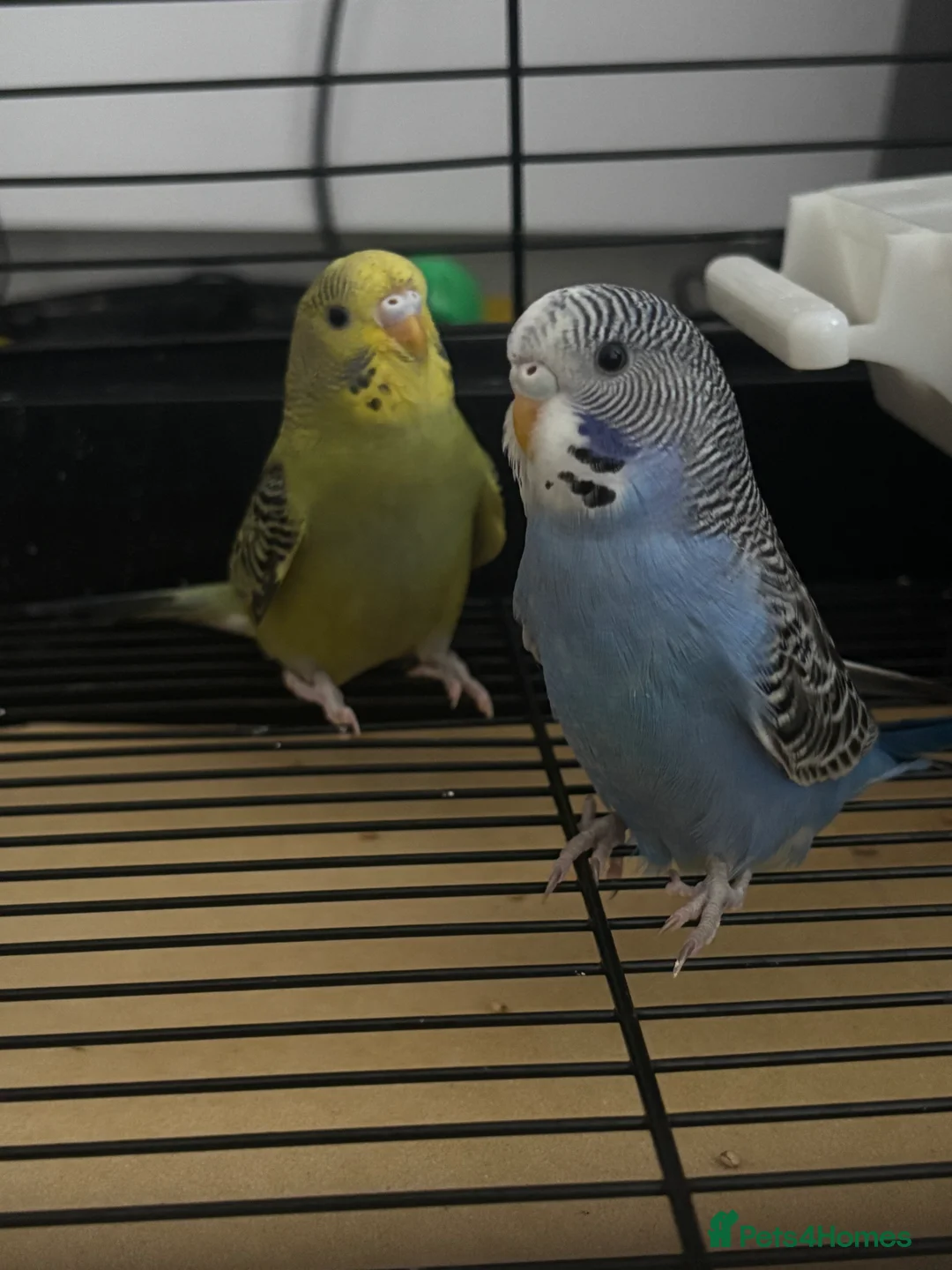 Budgerigars birds for sale: Male and female budgie for sale  in Southampton - Advert 1