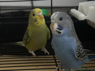 Budgerigars birds Male and female budgie for sale in Southampton - Advert 2
