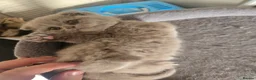 Scottish Fold cats for sale: Gorgeous & calm British Blue Scottish Fold kittens - Advert 9