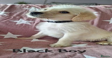 Labradoodle dogs - Advert 6