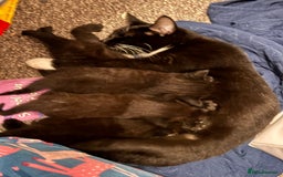 Mixed Breed cats for sale: Tuxedo kitten for sale - Image 9