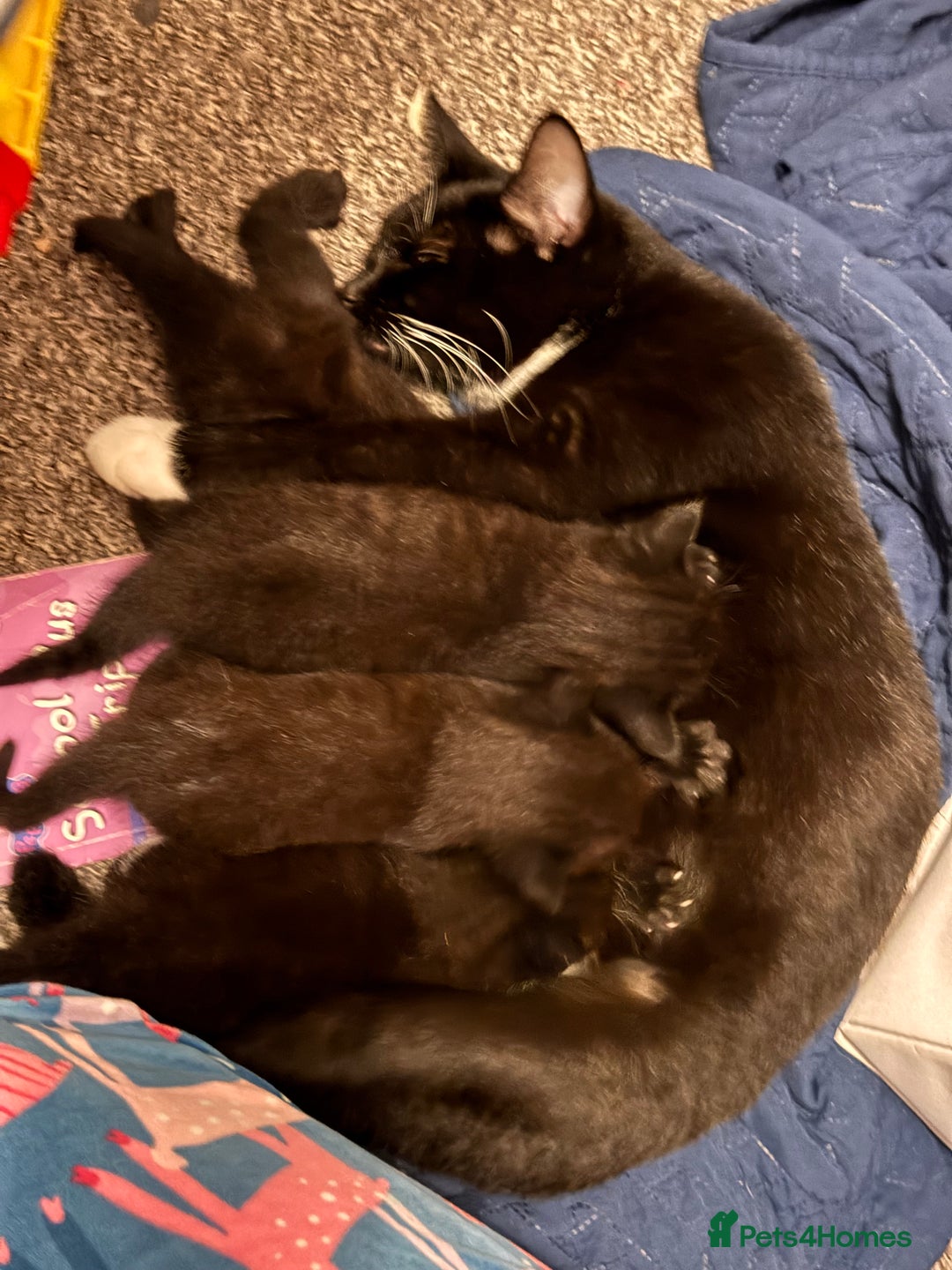 Mixed Breed cats for sale: Tuxedo kitten for sale - Image 9