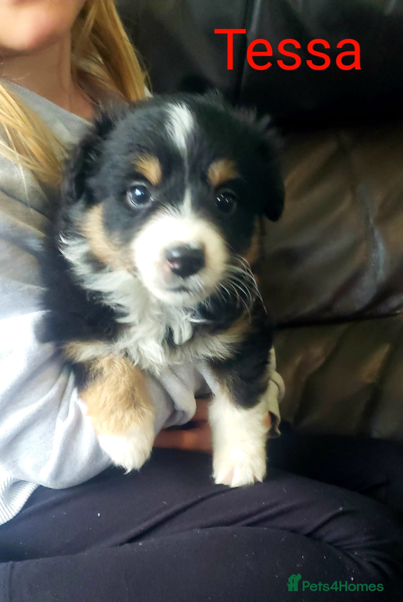Australian Shepherd dogs for sale: Australian Shepherd Pups Available Now - Advert 7