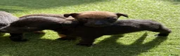 Mixed Breed dogs for sale: Bedlington whippet in Bradford - Advert 15