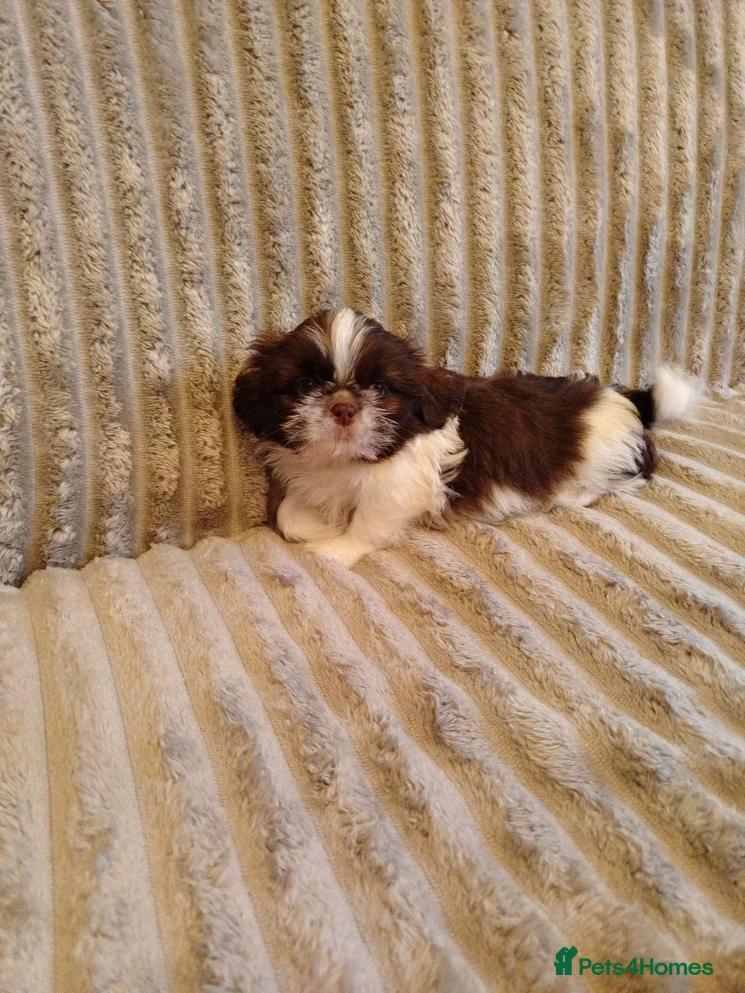 Shih Tzu dogs for sale: Beautiful imperial shih tzu babies  - Advert 26