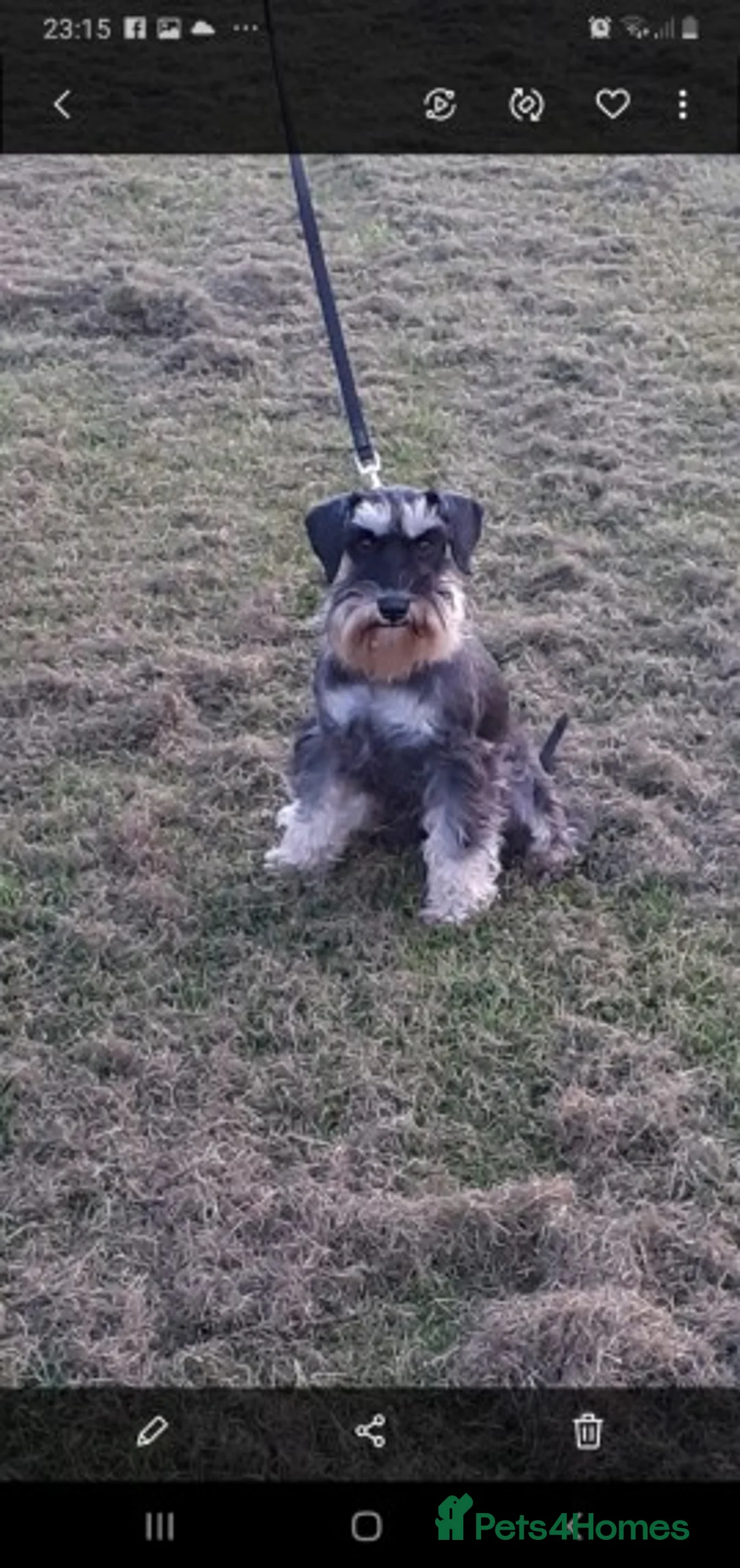 Miniature Schnauzer dogs for stud: Beautiful black and silver boy for stud in Stanley - Advert 2