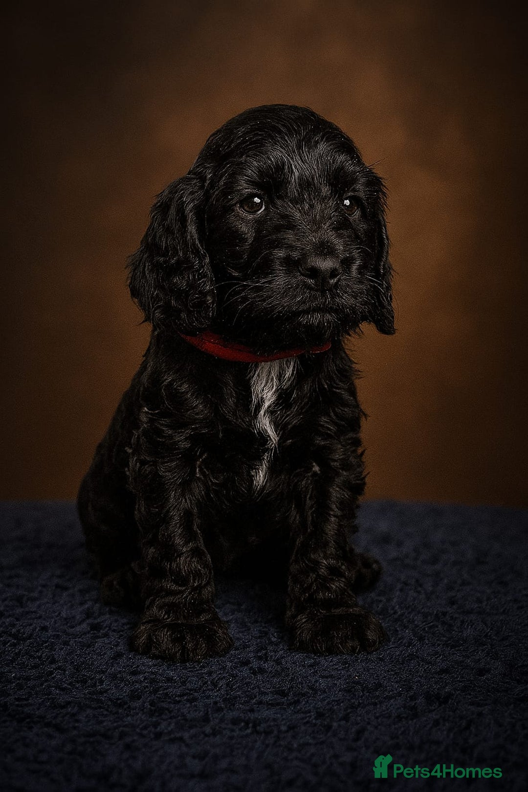 Cockapoo dogs for sale: 1 beautiful f1b girl cockapoo ready now  - Image 3