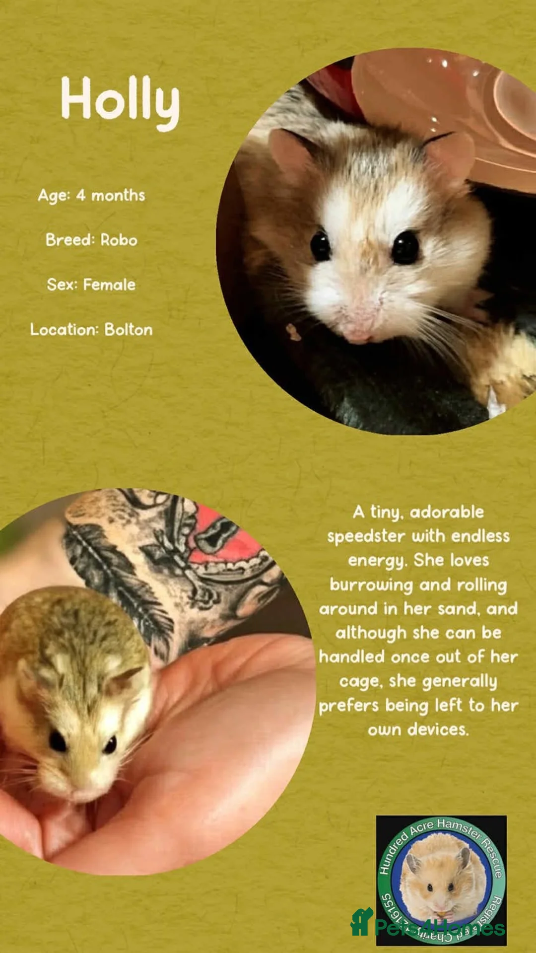 Hamster rodents for sale: Hamsters for adoption  - Advert 5