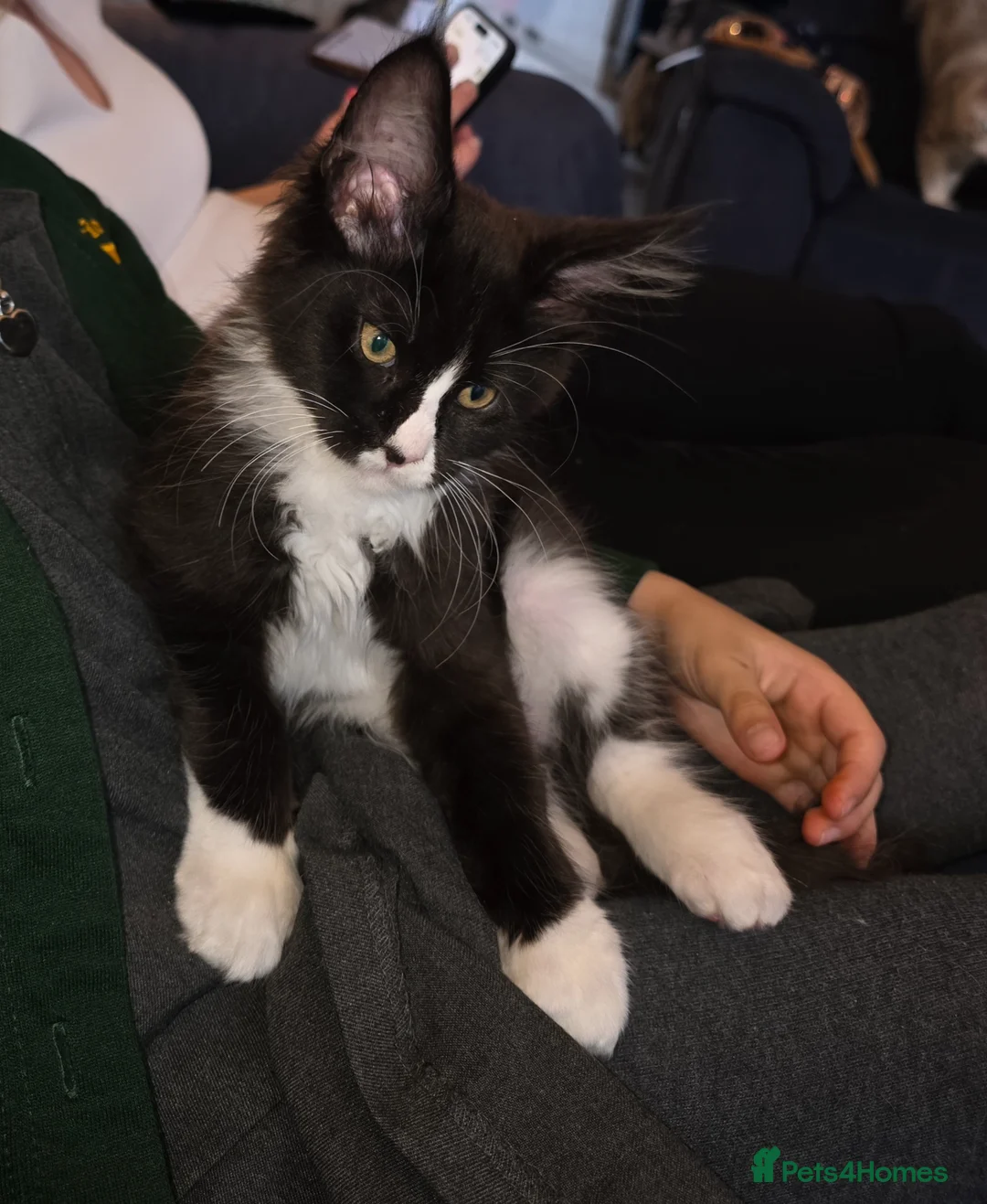 Maine Coon cats for sale: Maine Coon kitten boy - Advert 2