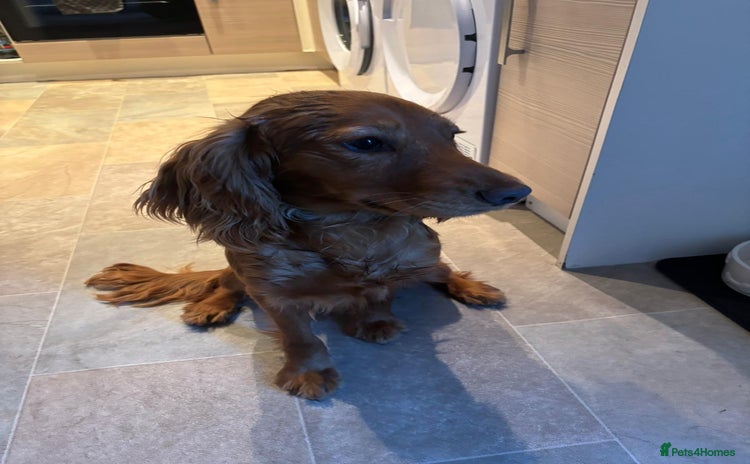 Cocker Spaniel dogs - Advert 5