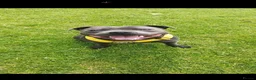 Staffordshire Bull Terrier dogs for sale: KC registered Staffordshire bull terrier puppies in Blaydon-on-Tyne - Advert 3