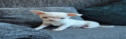 Chihuahua dogs for sale:  🐶 Stunning Chihuahua Puppies 🐶  - Advert 9