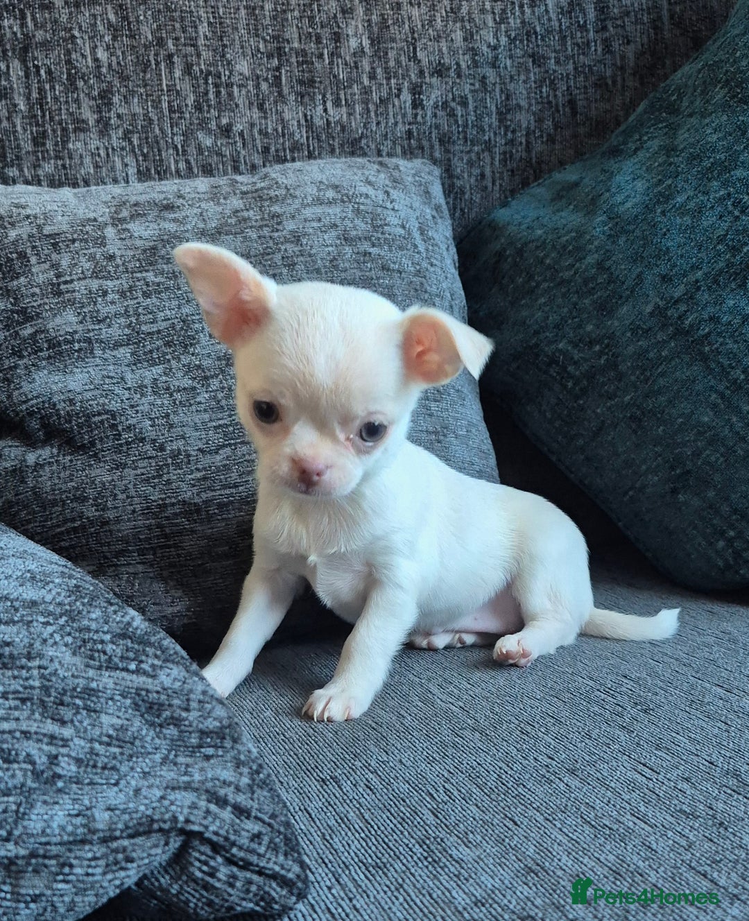 Chihuahua dogs for sale:  🐶 Stunning Chihuahua Puppies 🐶  - Advert 9