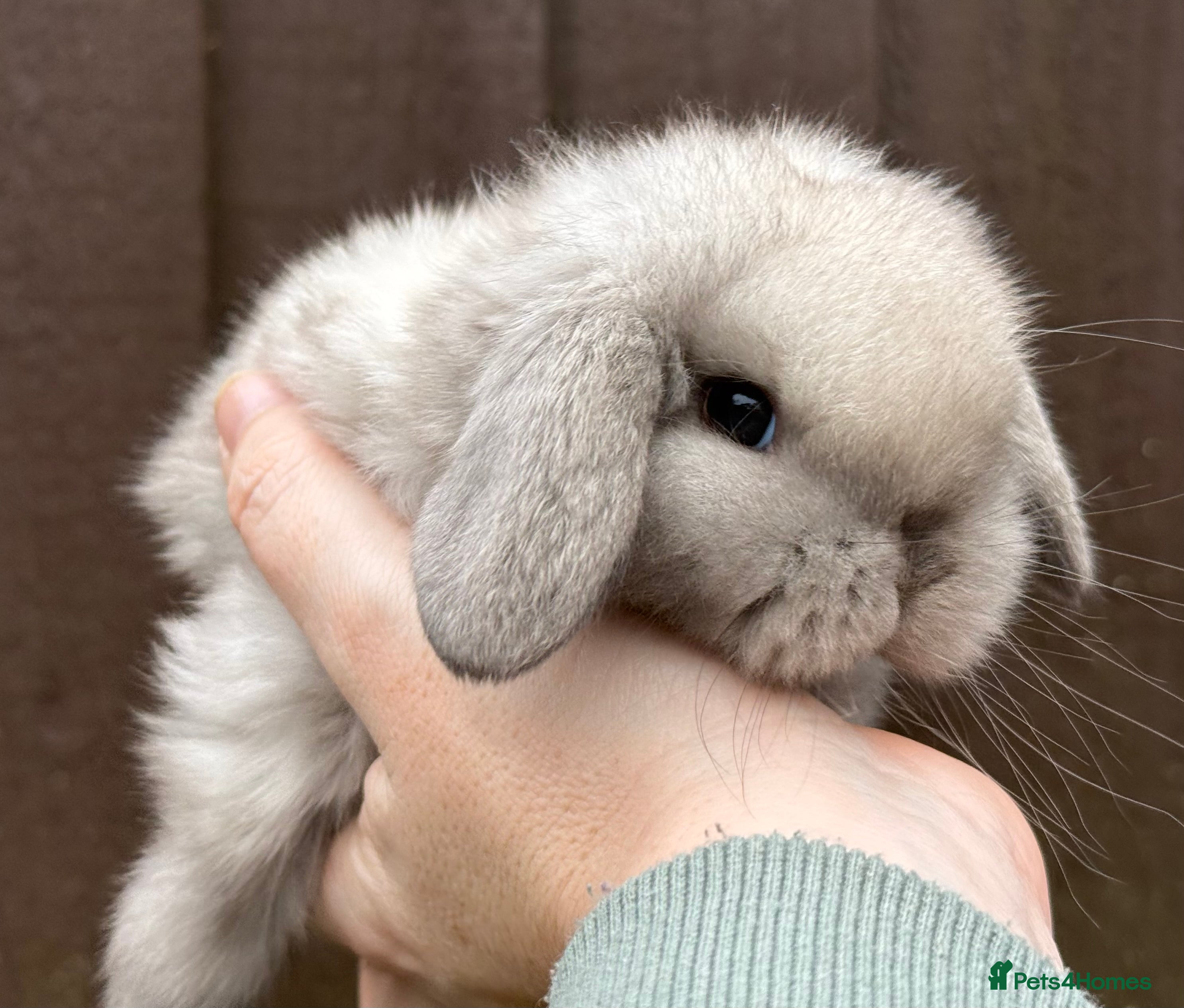 Mini Lop rabbits Sable point mini lop buck  - Advert 1