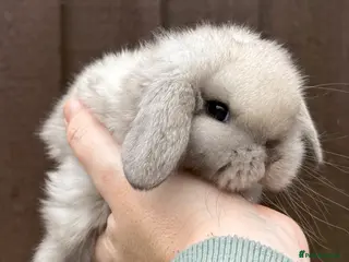 Mini Lop rabbits Sable point mini lop buck - Advert 6