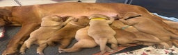 Labrador Retriever dogs for sale: ✨ Stunning 5 Male & 3 Female Fox Red Lab Puppies - Advert 3