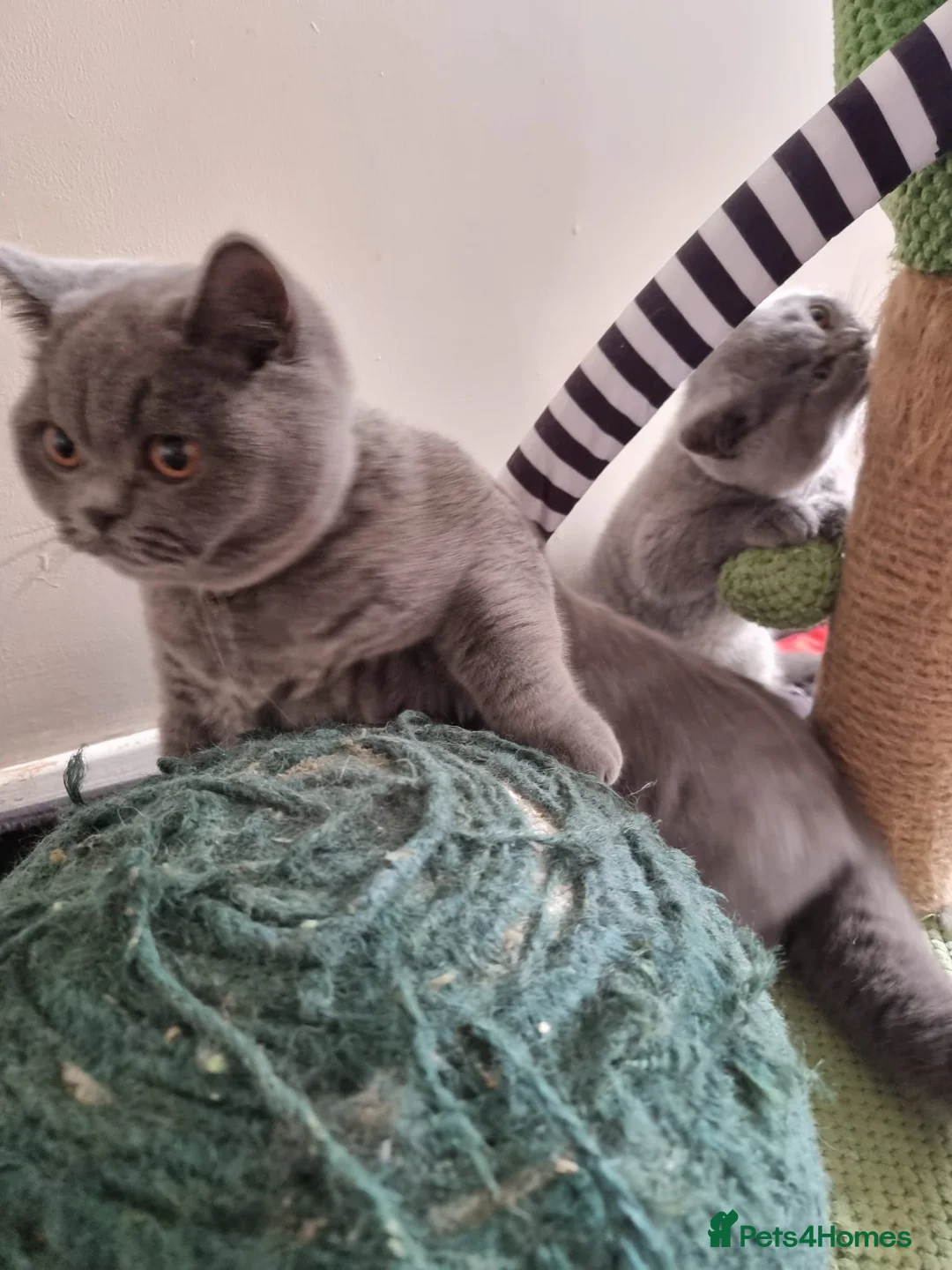 British Shorthair cats for sale: Last Female Ready Too Go GCCF Healthy Pedigree - Advert 20