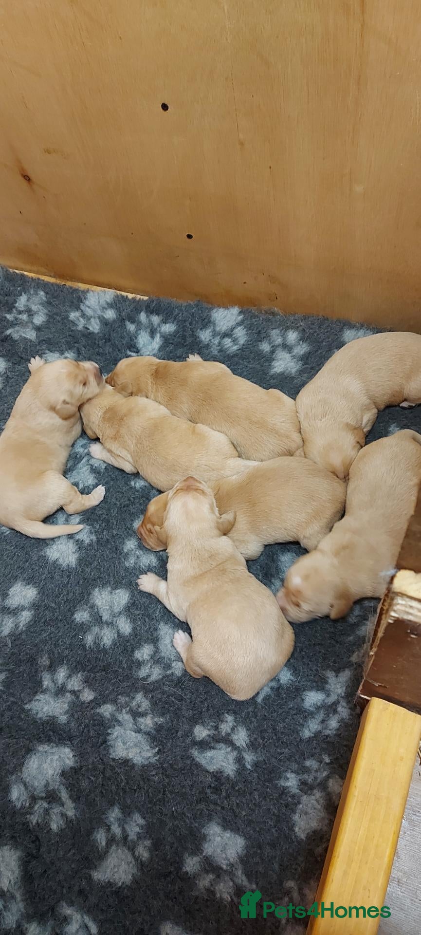 Labrador Retriever dogs Fox red labrador pups - Advert 1