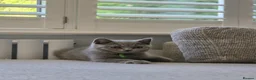 British Shorthair cats for sale: British Shorthair Kittens Teddy Bear chunky Teddys - Advert 22