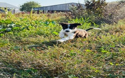 Border Collie dogs for sale: Gorgeous KC reg border collie pups  - Image 16