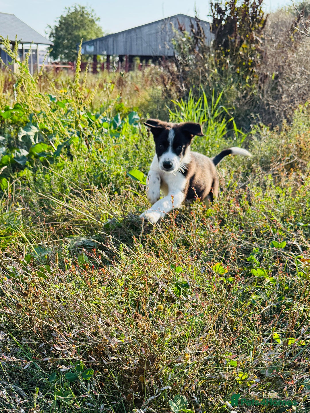 Border Collie dogs for sale: Gorgeous KC reg border collie pups  - Image 16