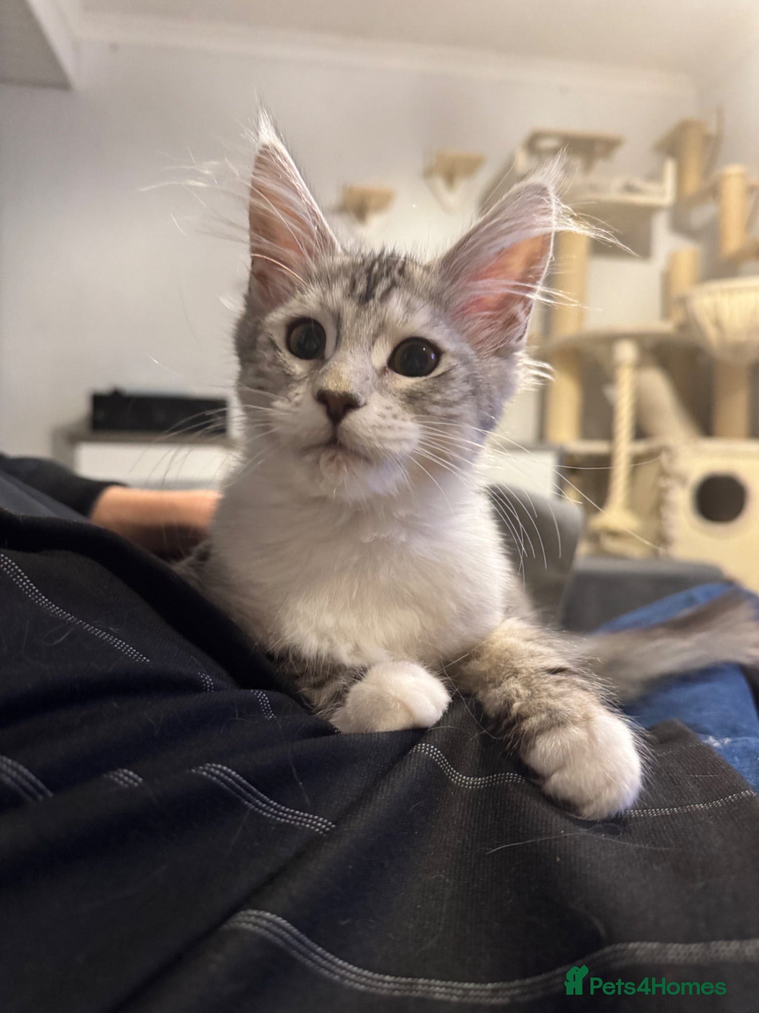 Maine Coon cats Maine coon polydactyls kittens DNA clear TICA reg - Advert 6