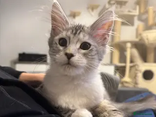 Maine Coon cats Maine coon polydactyls kittens DNA clear TICA reg - Advert 6