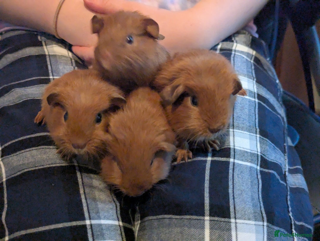 Guinea Pig rodents for sale: Baby guinea pigs for sale  - Image 1