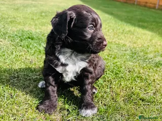 Cockapoo dogs for sale: Chocolate & chocolate Merle Cockapoo Babies 🐾🐾🐾 - Advert 1