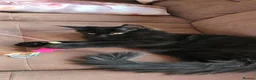 Maine Coon cats for sale: Black smoke Maine Coon kitten - Advert 3