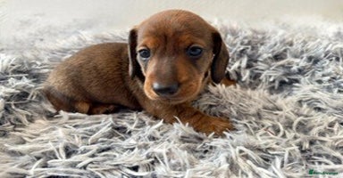 Miniature Dachshund dogs - Advert 8
