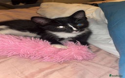 British Longhair cats for sale: 12 week old kitten  - Image 6