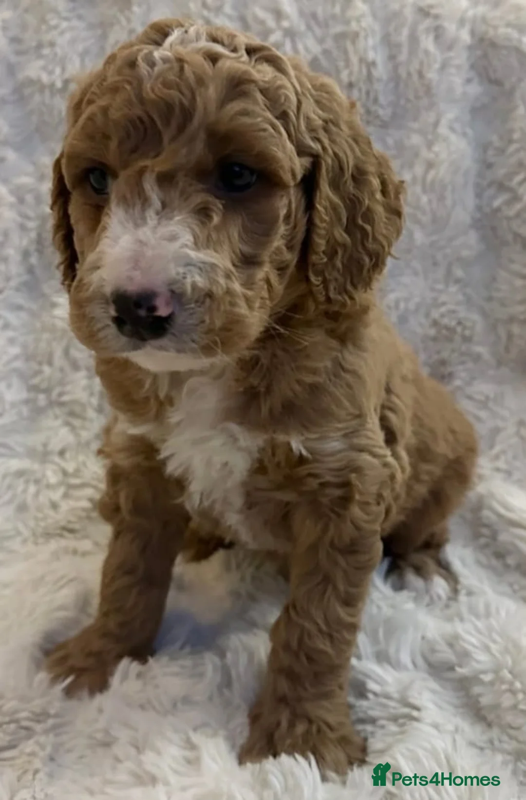 Goldendoodle dogs for sale: Red Goldendoodle Male  - Advert 2