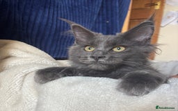 Maine Coon cats for sale: Blue Maine Coon kittens - Image 12