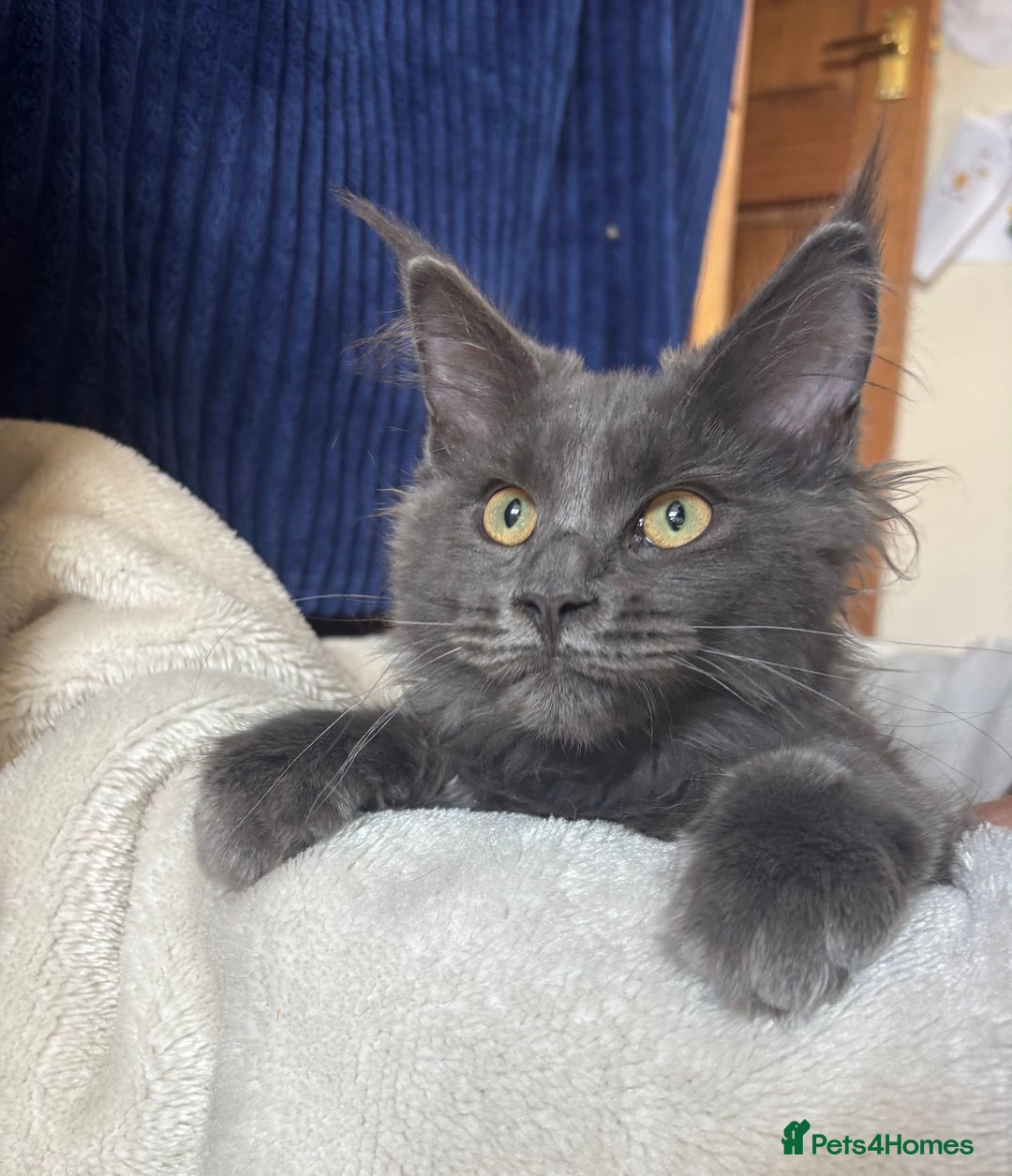 Maine Coon cats for sale: Blue Maine Coon kittens - Image 12