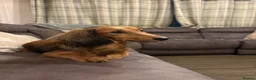 Miniature Dachshund dogs for sale:     Exceptional KC Long Haired Mini Dachshunds🤍 - Advert 8