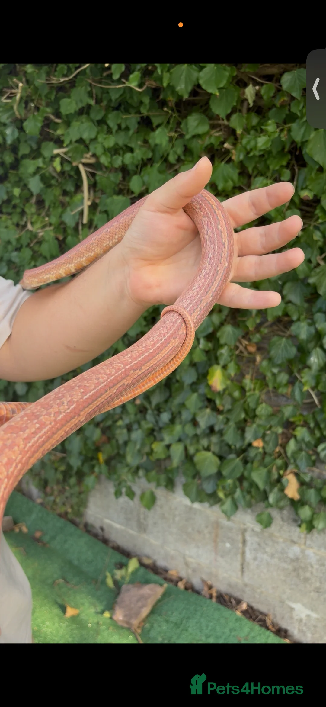 Mixed Breed reptiles for sale: Male corn snake for sale (proven breeder) - Advert 4