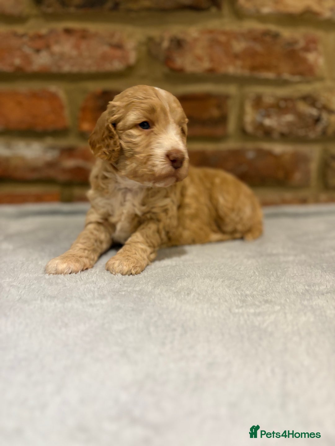 Cockapoo dogs for sale: F1b cockapoo puppies - Advert 14