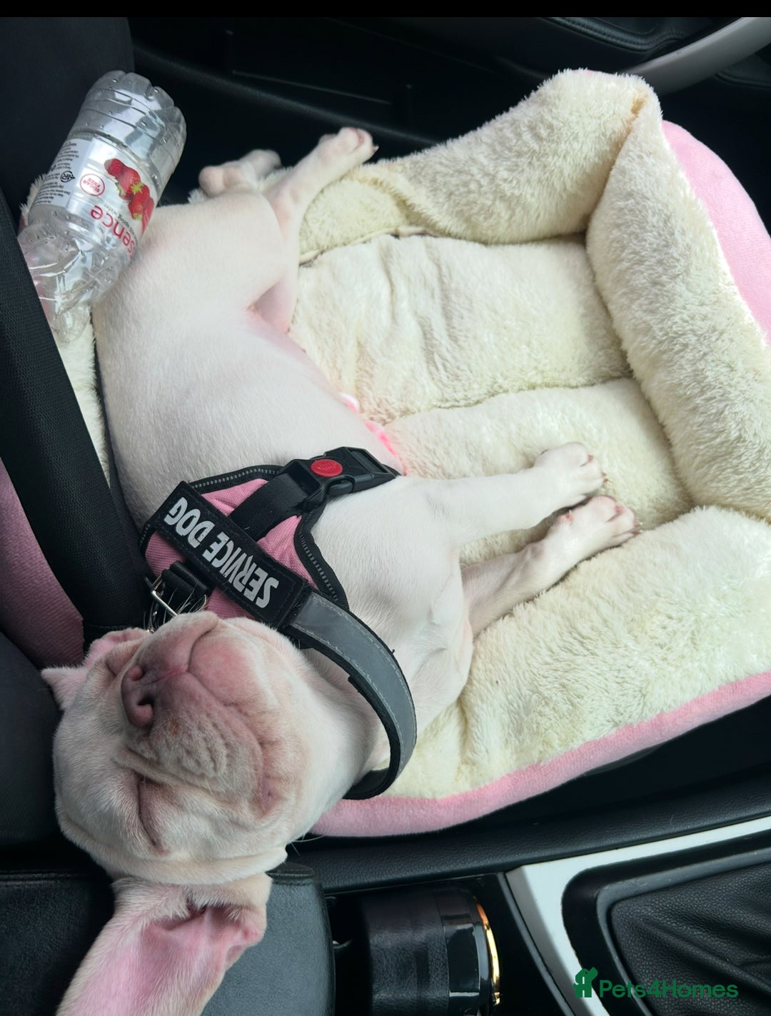 French Bulldog dogs for sale: French bulldog amazing colour  - Image 1