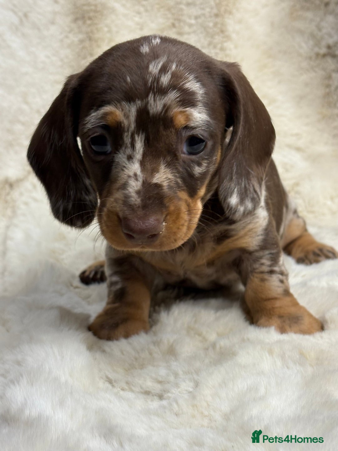 Miniature Dachshund dogs for sale: Quality health tested mini smooth dachshund pups  - Advert 20