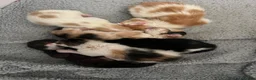 Mixed Breed cats for sale: Mixed breed kittens for sale - Advert 2
